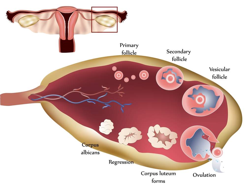 Female-Ovary-Showing-Ovulation