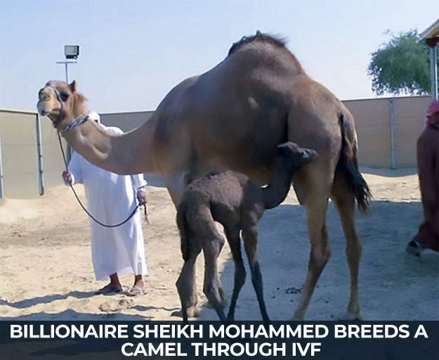 Billionaire Sheikh Mohammed breeds a camel through IVF