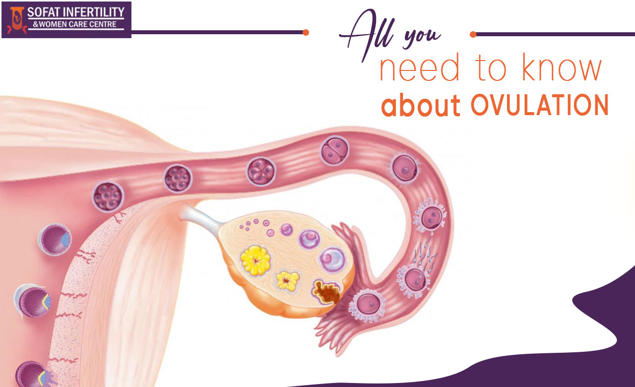 All you need to know about ovulation